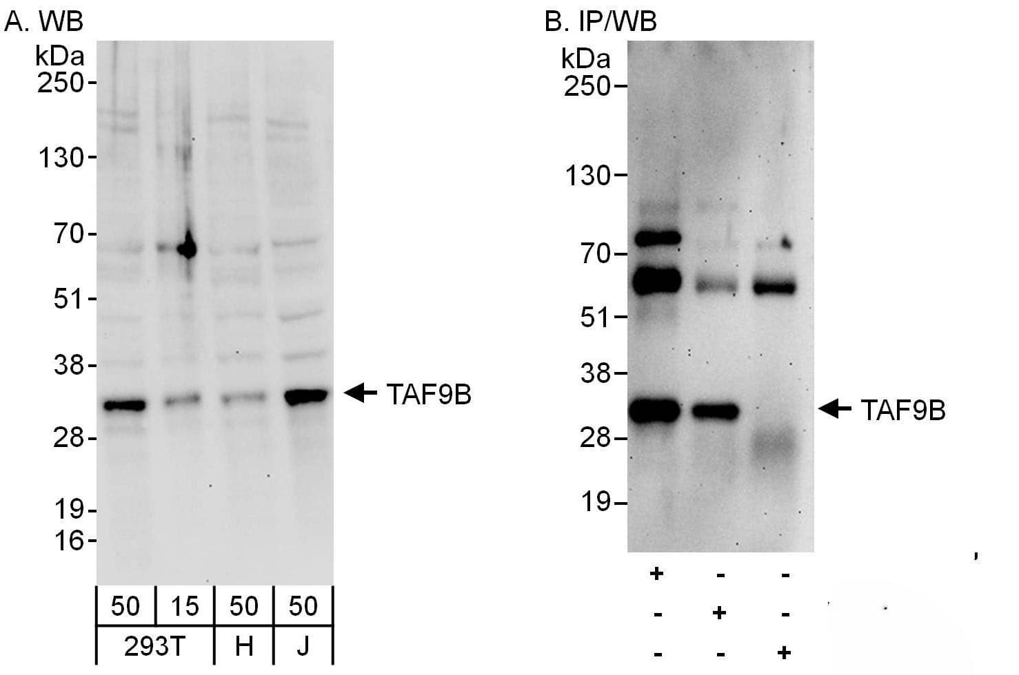 TAF9b Antibody