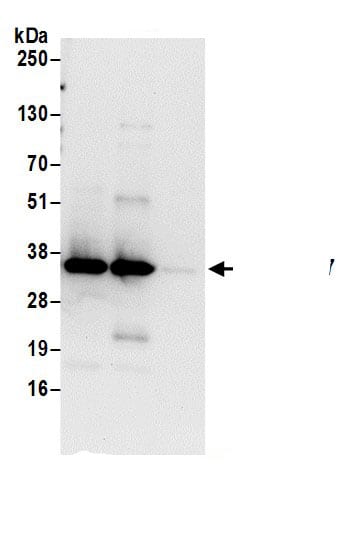 Syntaxin 7 Antibody