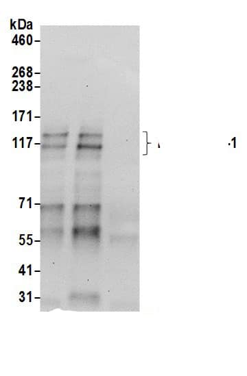 HA-1 Antibody