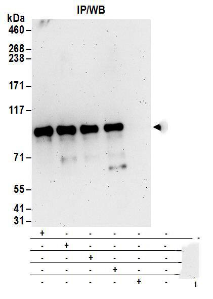 Ccd1/DIXDC1 Antibody