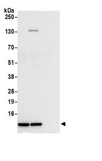 RPL38 Antibody