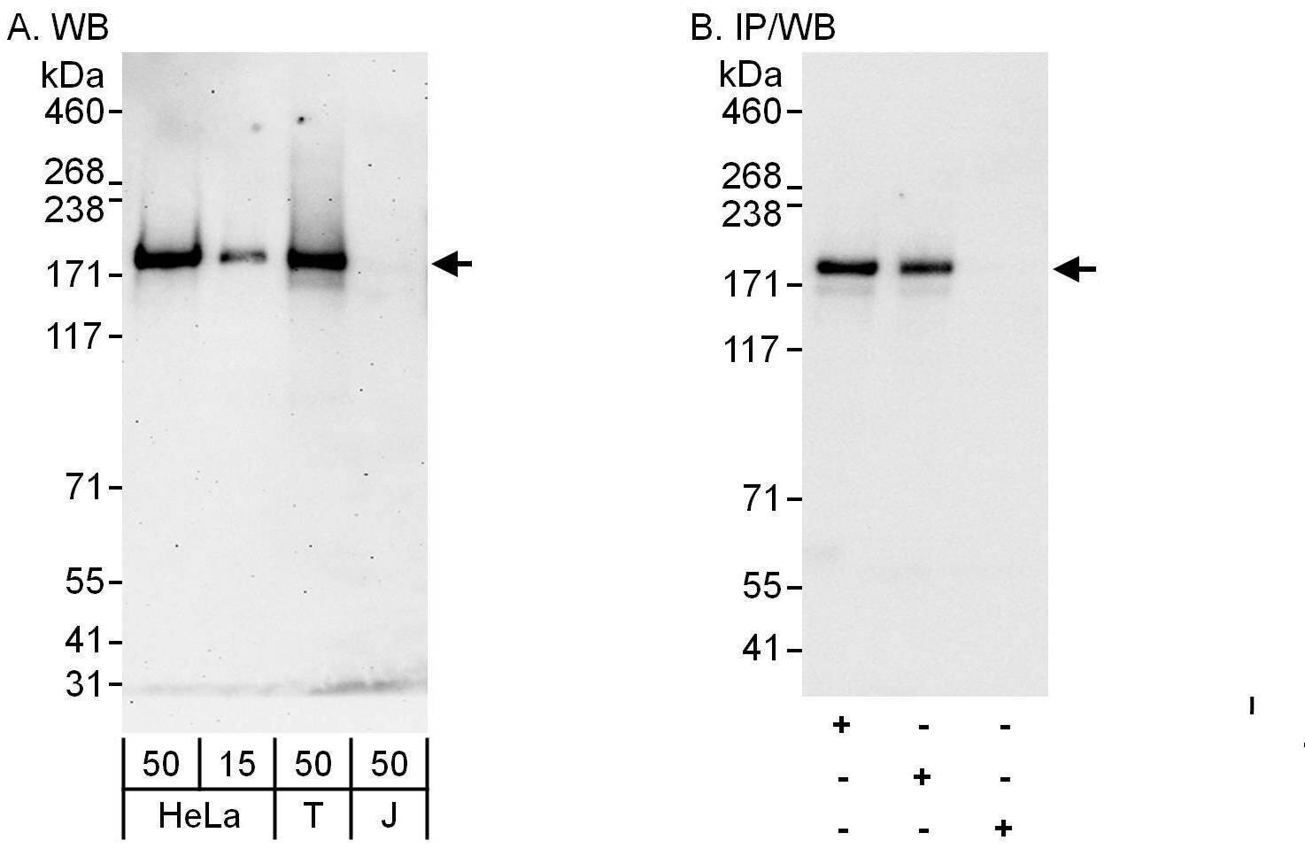 ARHGEF10 Antibody