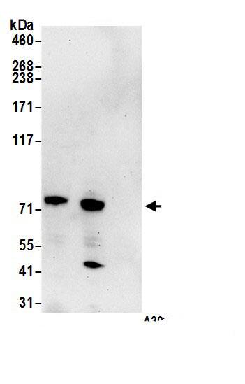 ELL2 Antibody