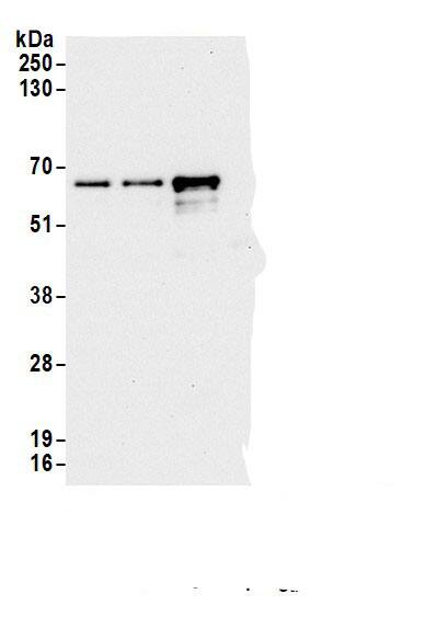 MIER3 Antibody