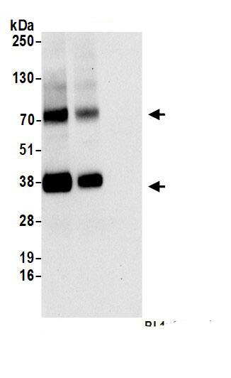 SLC16A3 Antibody