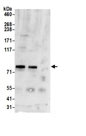 Mitofilin Antibody