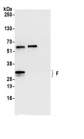 RPL8 Antibody