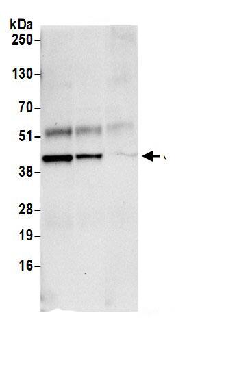 Glutaredoxin 3/GLRX3 Antibody