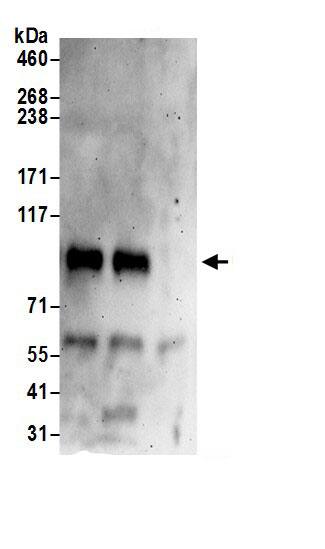 QSOX2 Antibody