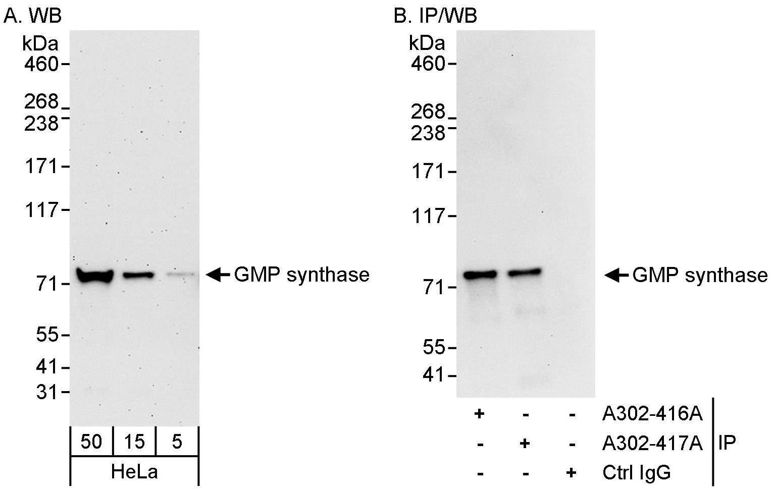 GMPS Antibody