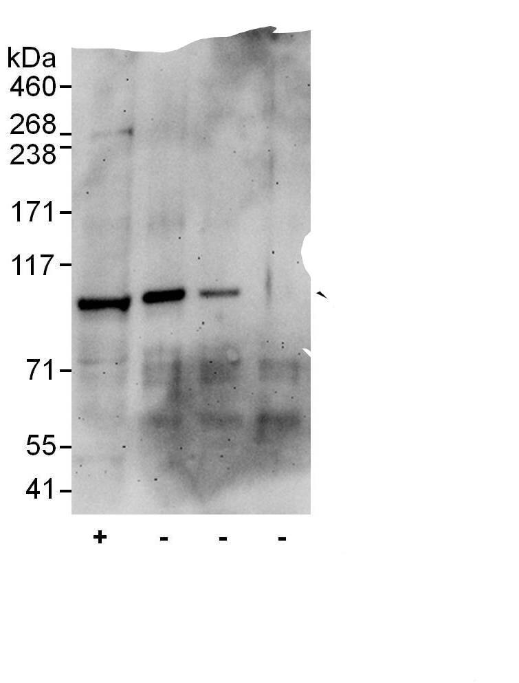 VAV3 Antibody