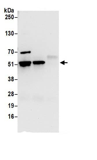 RUVBL1 Antibody