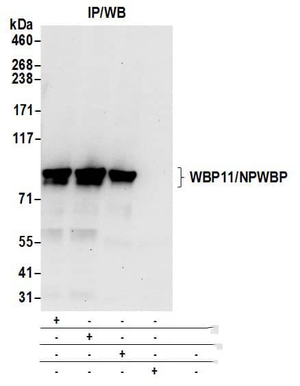 WBP11 Antibody