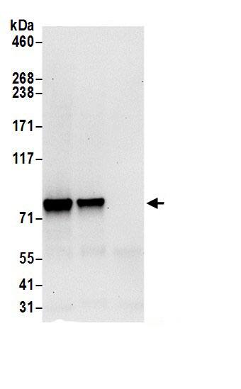 FLJ21908 Antibody