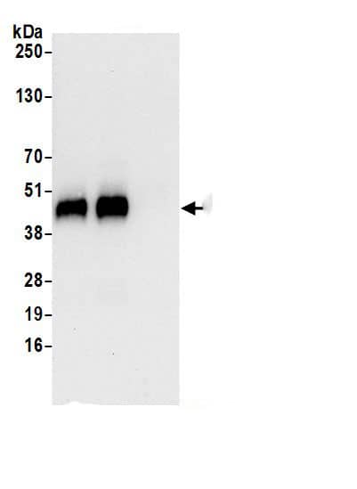 WIPI2 Antibody