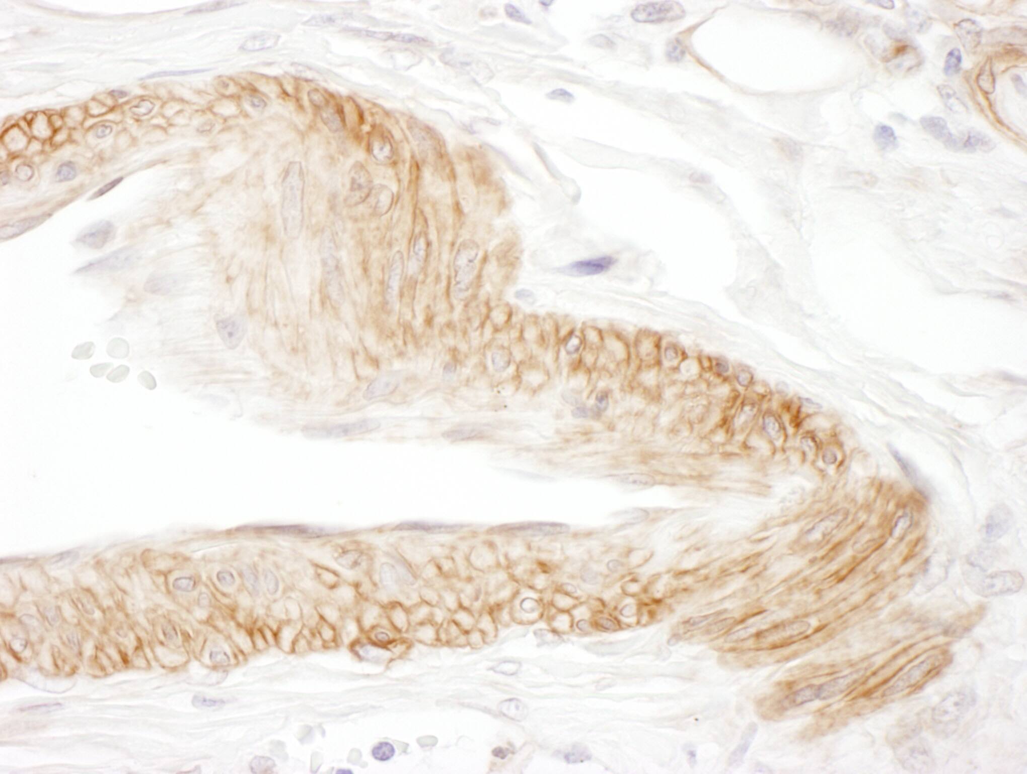 JAM-C Antibody