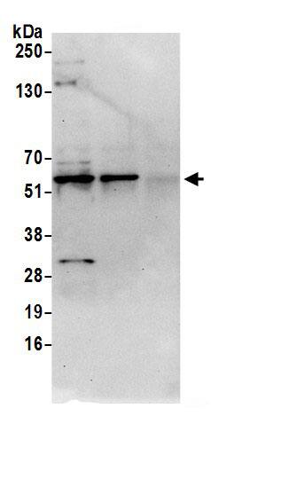 RILPL1 Antibody