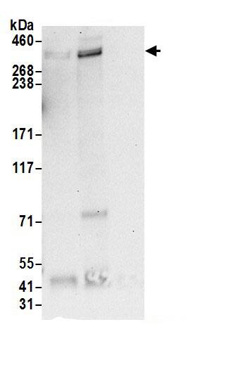 Flamingo homolog 1/CELSR3 Antibody