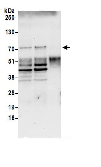 SLP-76/LCP2 Antibody