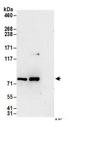 METTL13 Antibody