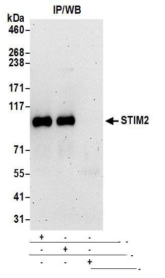 STIM2 Antibody