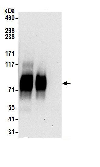 SLC6A15 Antibody