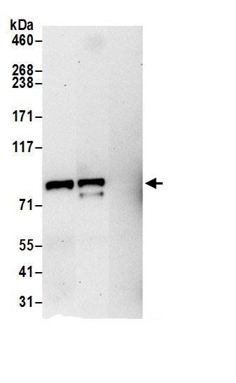 Aconitase 2 Antibody