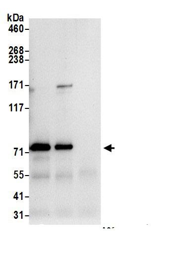 DPP3 Antibody