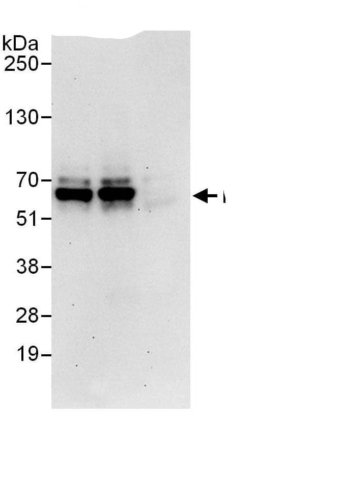 RNF25 Antibody