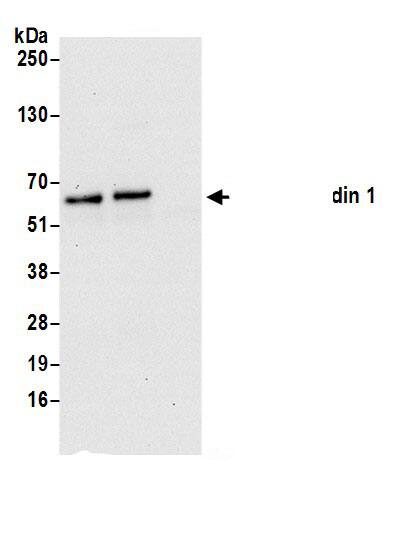 Nucleobindin 1 Antibody