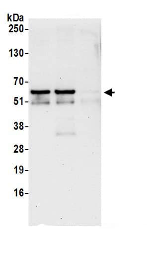 LSM14A Antibody