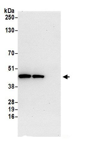 SUCLA2 Antibody