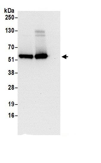 FAM134C Antibody