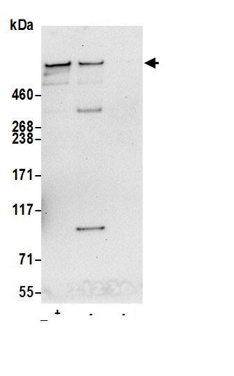 Nesprin 2 Antibody