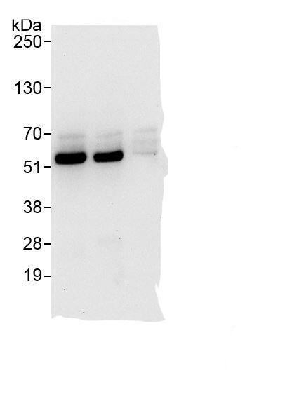 SPTLC1 Antibody