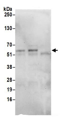 SAAL1 Antibody