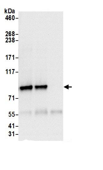 HOOK3 Antibody