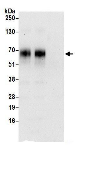 SLC30A1 Antibody