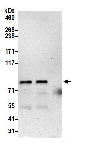 PCIF1 Antibody