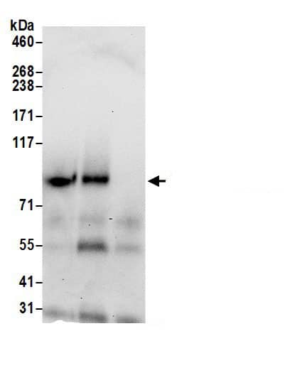 TMEM24 Antibody