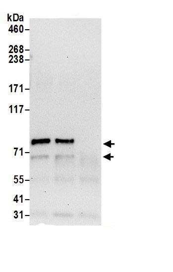 RUFY1 Antibody