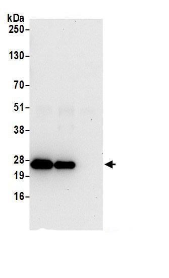 ATP5F1 Antibody