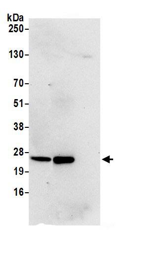 MRPS15 Antibody