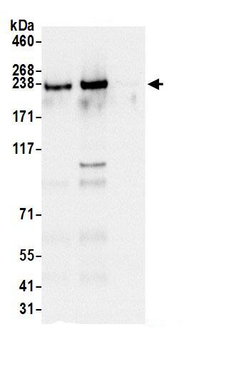 BAP28 Antibody