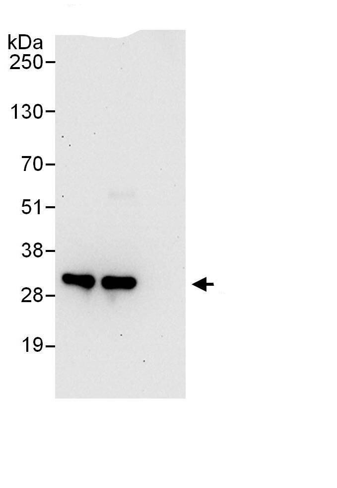 PSMF1 Antibody