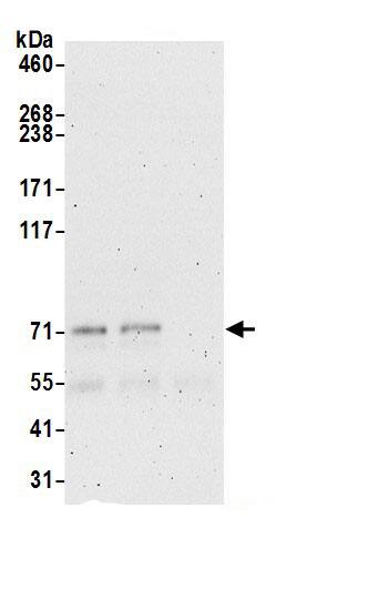 EXOC5 Antibody