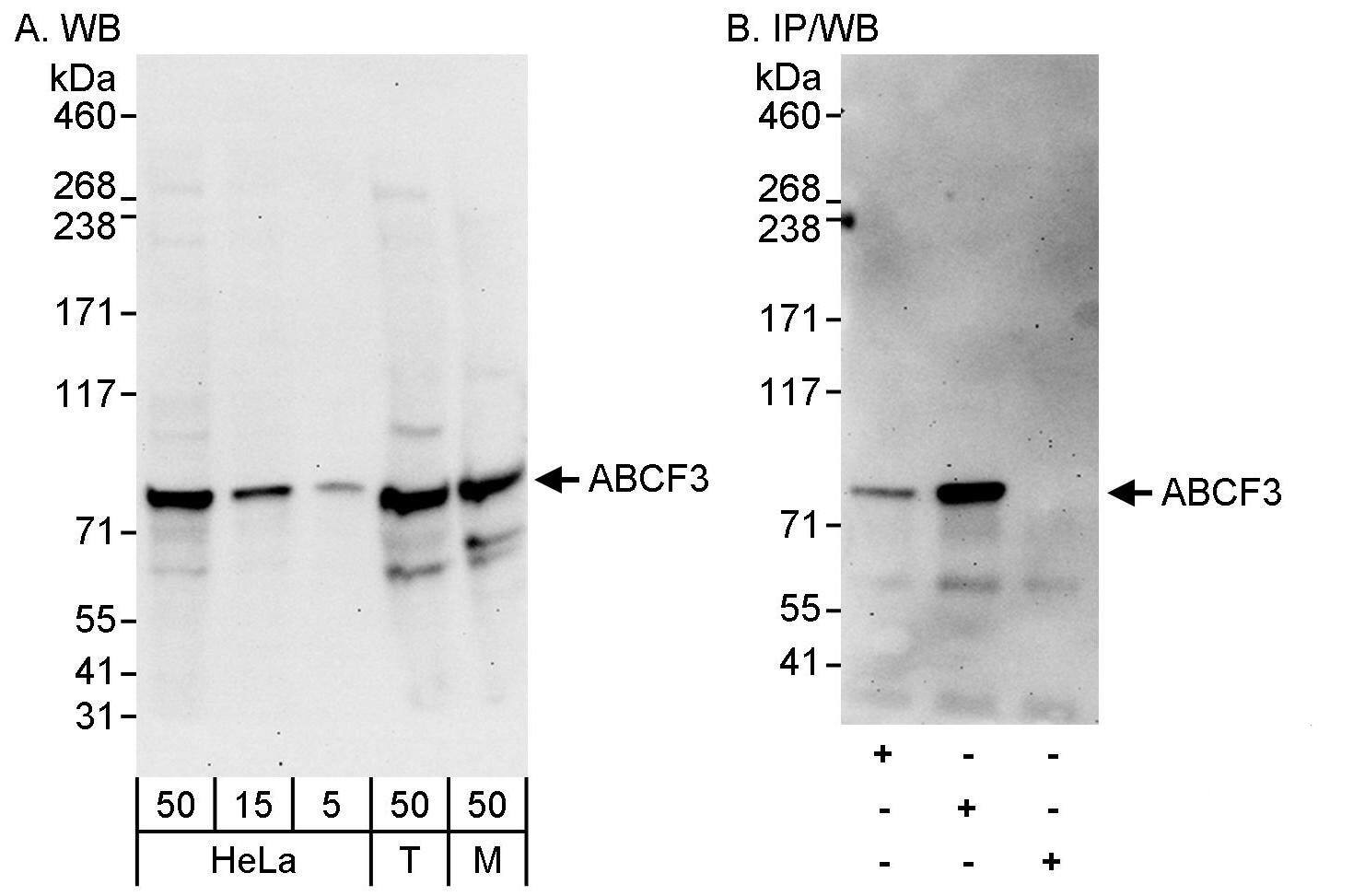 ABCF3 Antibody