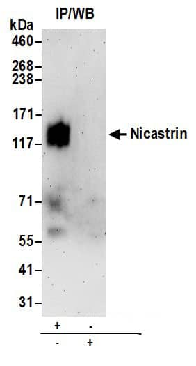 Nicastrin Antibody