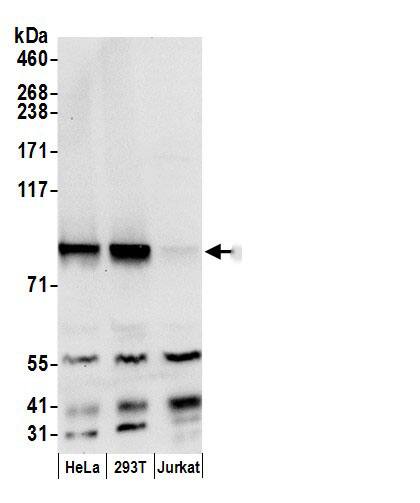 APPL Antibody