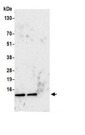 NDUFA5 Antibody